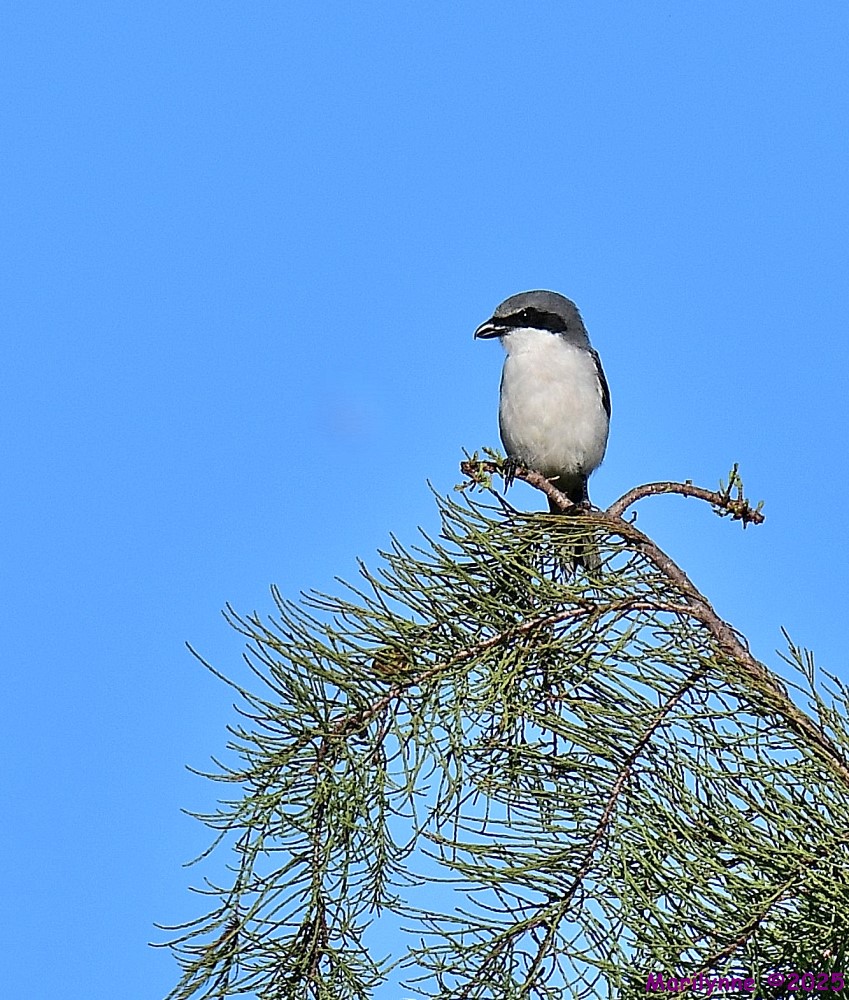 DSC_6407_001.JPG