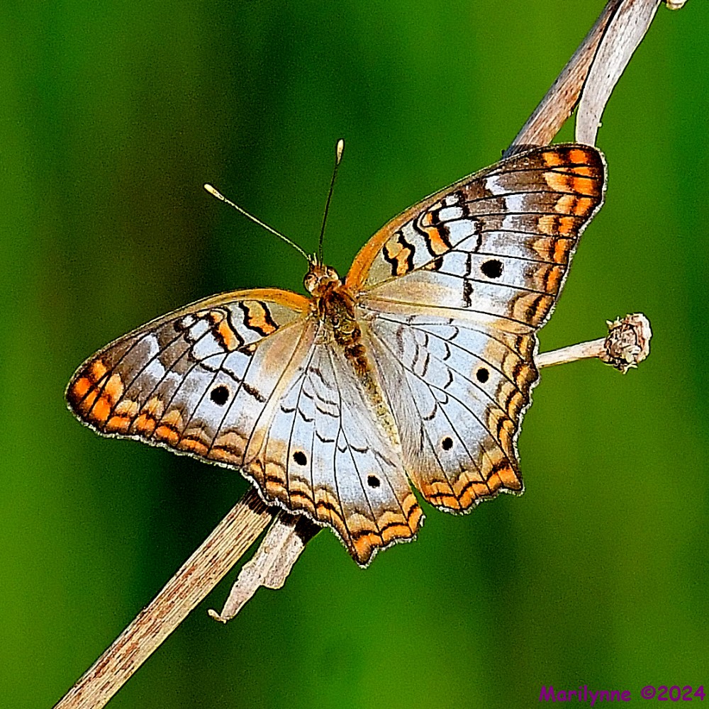 DSC_6409_001.JPG