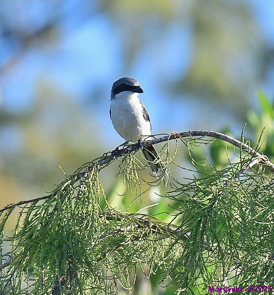 DSC_6409_001.JPG