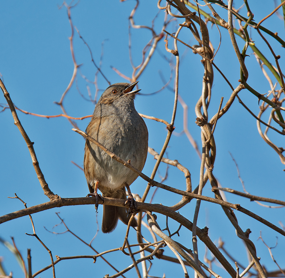 DSC_6411.jpg