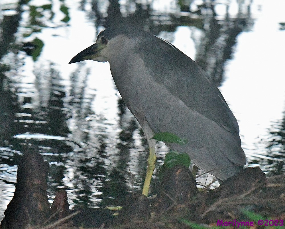 DSC_6411_001.JPG