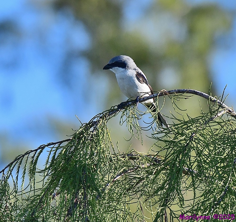 DSC_6411_001.JPG