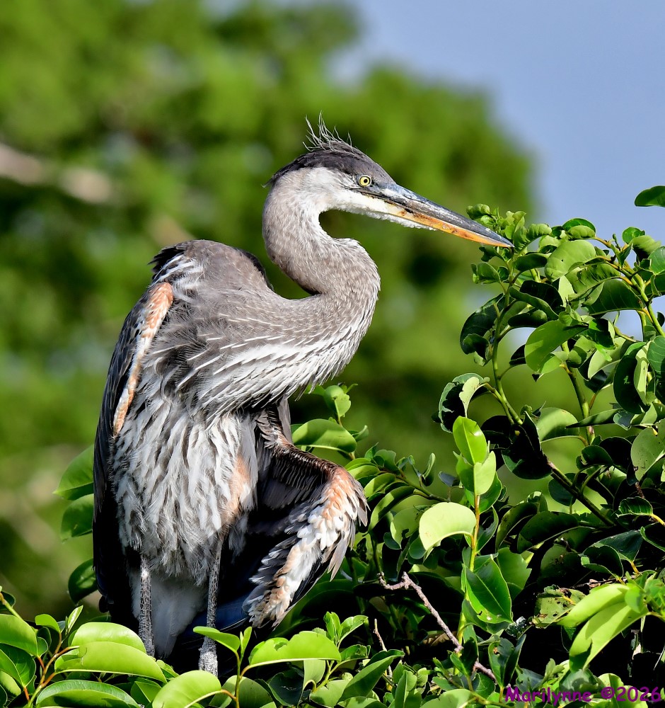 DSC_6411_001.JPG