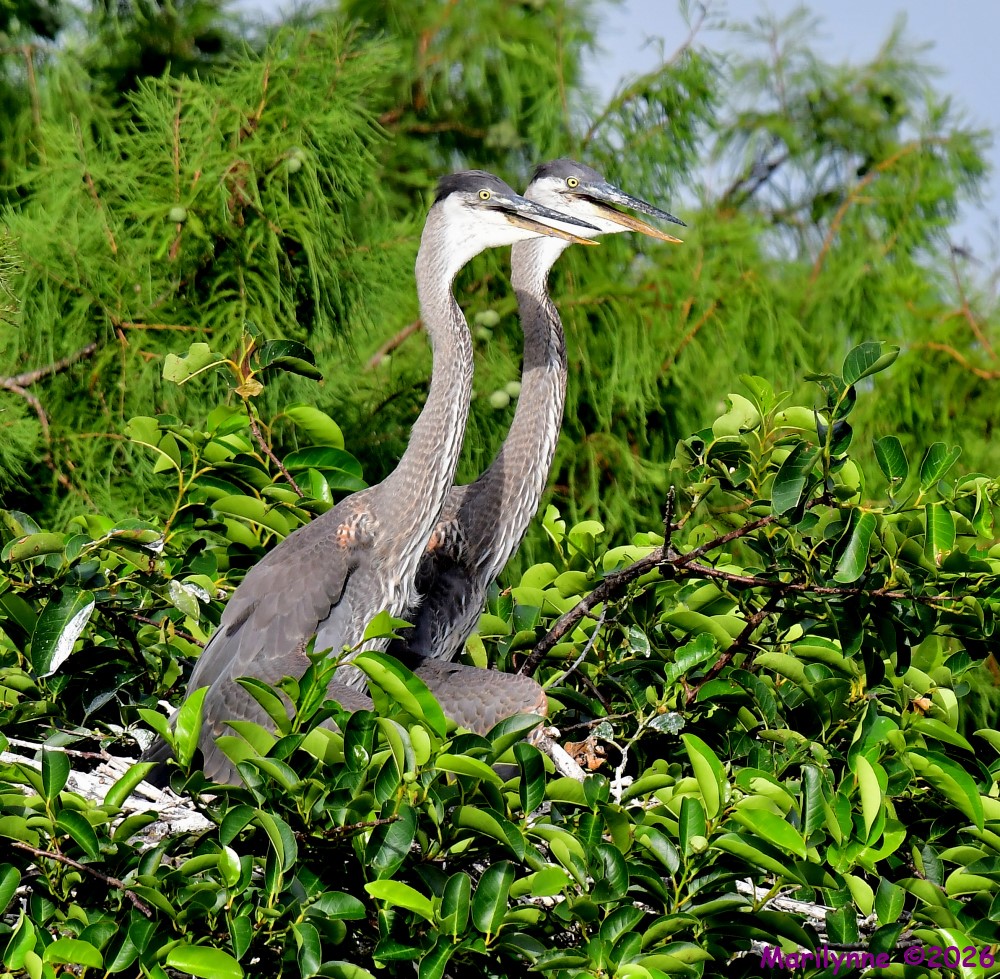 DSC_6412_001.JPG