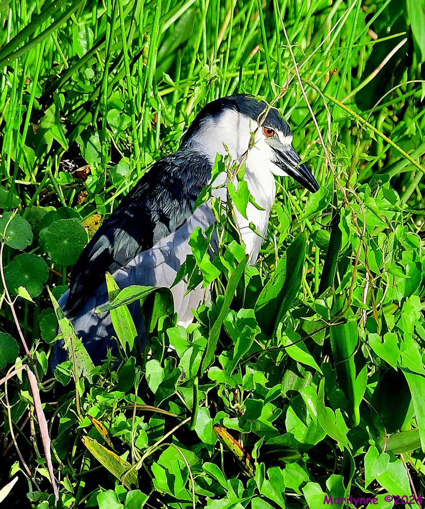 DSC_6414_001.JPG