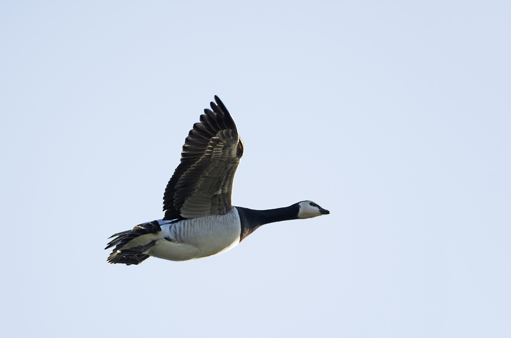 DSC_6415.jpg