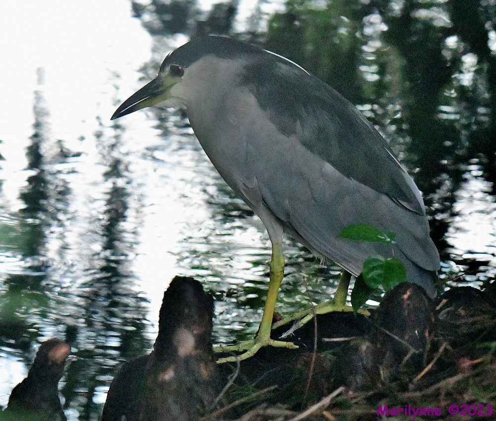 DSC_6415_001.JPG