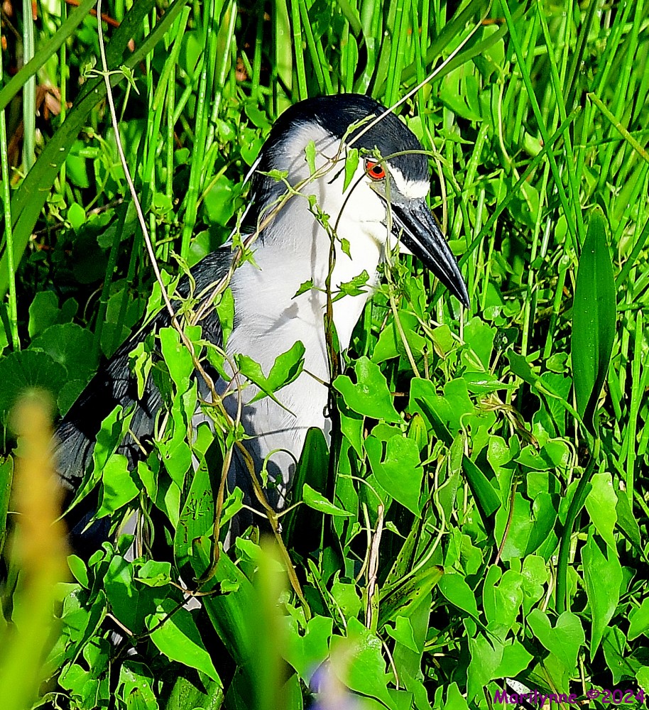 DSC_6415_001.JPG