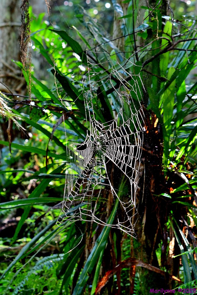 DSC_6415_001.JPG