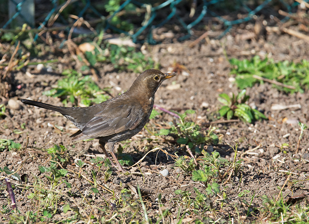 DSC_6417.jpg