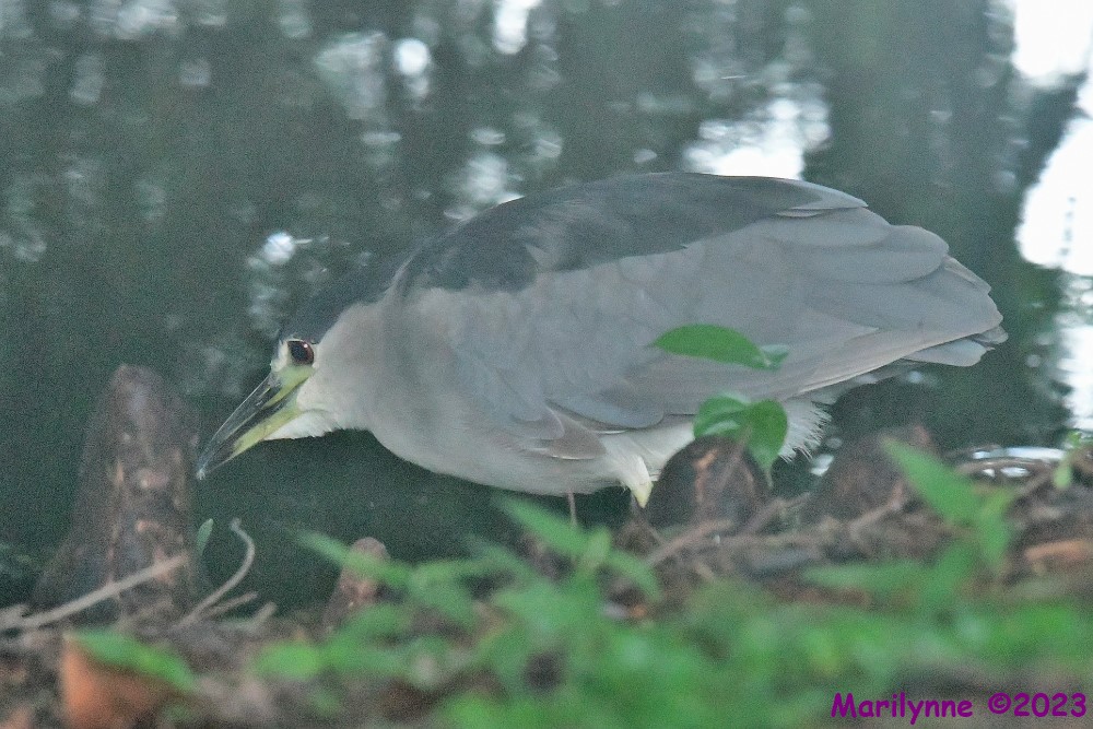 DSC_6417_001.JPG