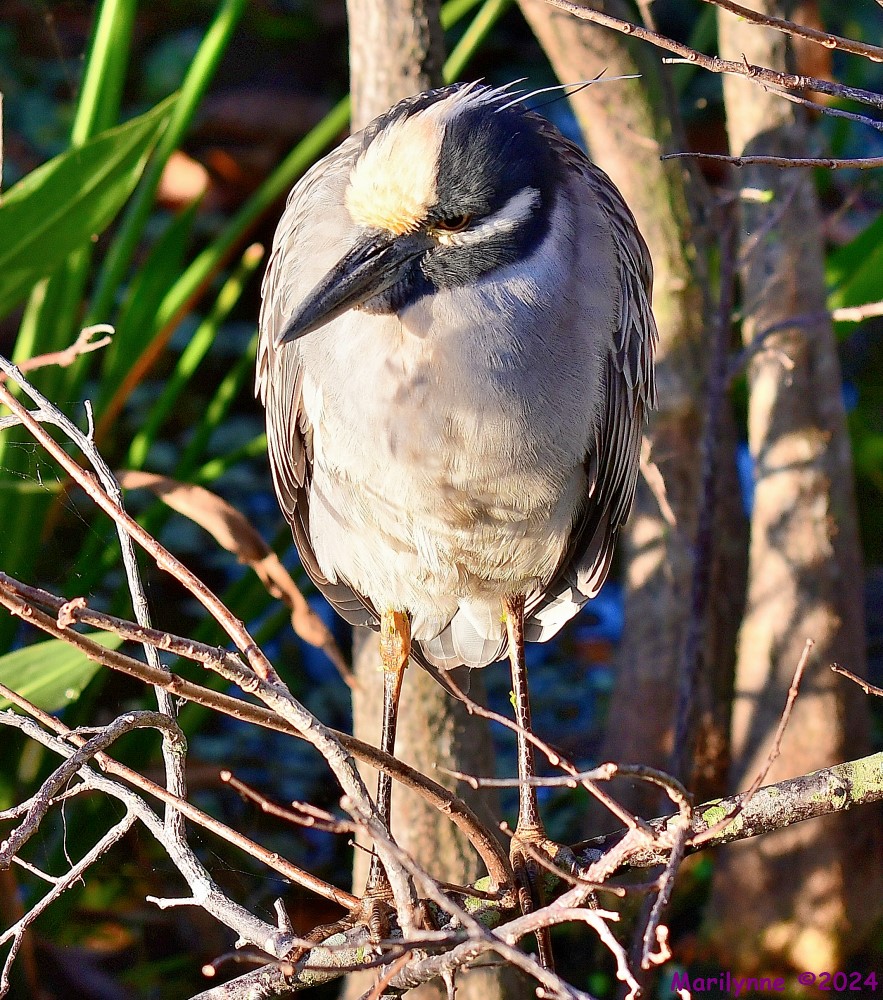 DSC_6417_001.JPG