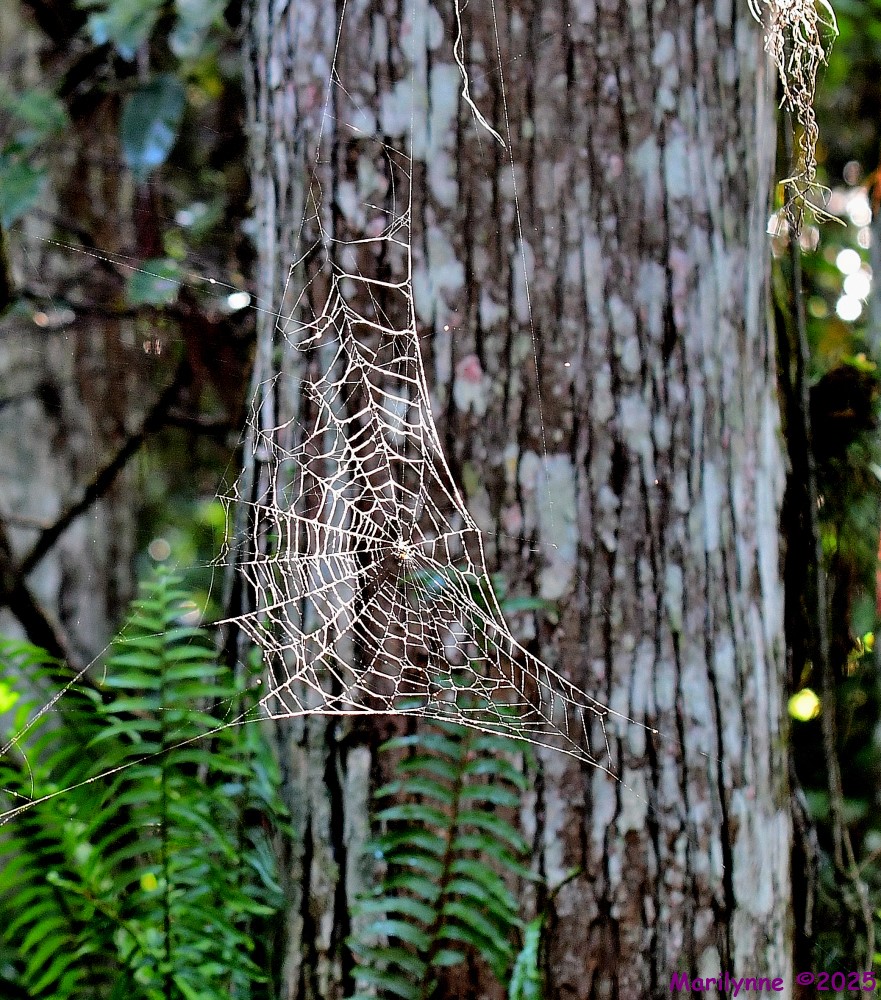 DSC_6417_001.JPG
