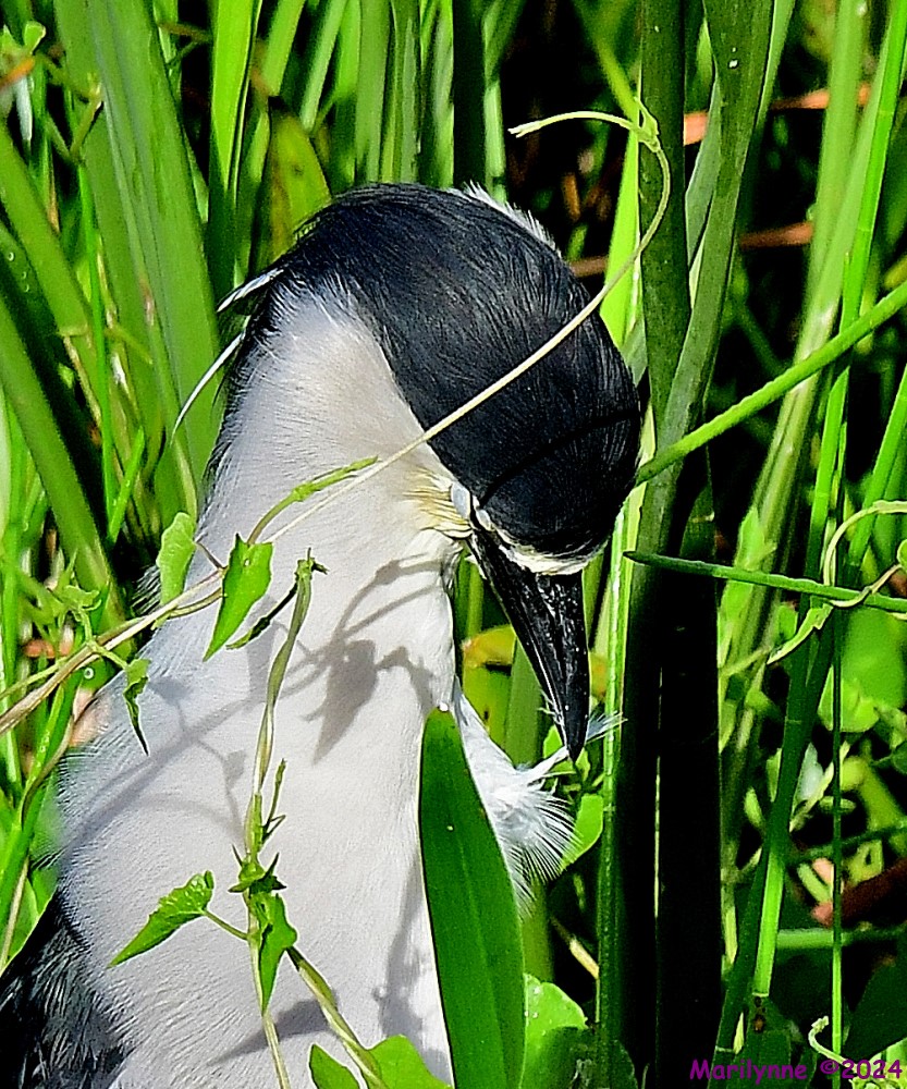 DSC_6419_001.JPG