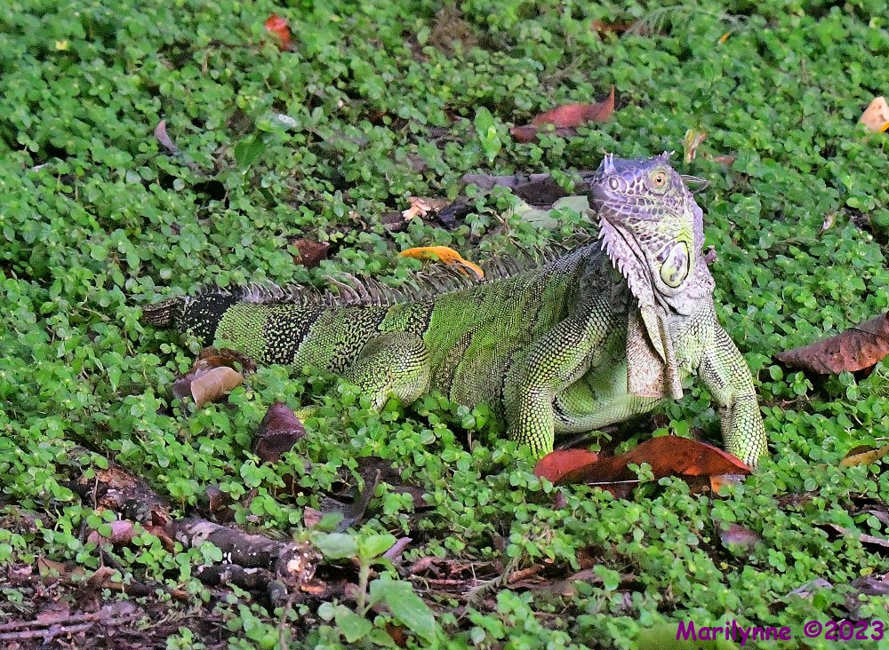 DSC_6421_001.JPG