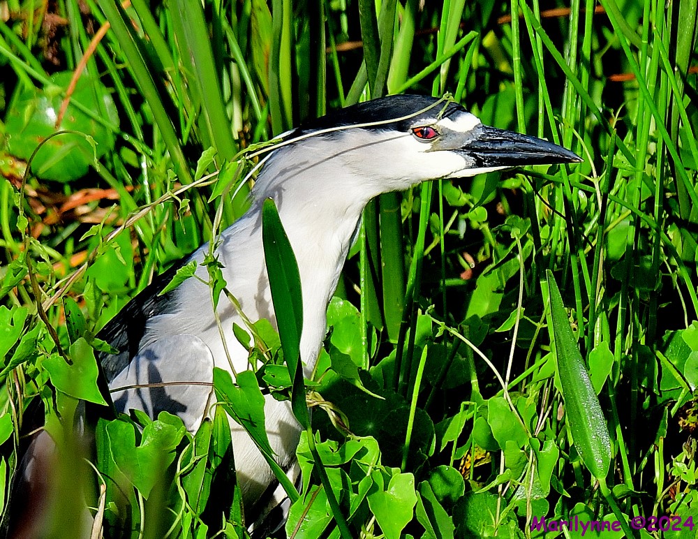DSC_6422_001.JPG