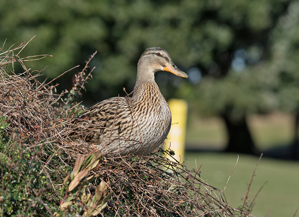 DSC_6423.jpg