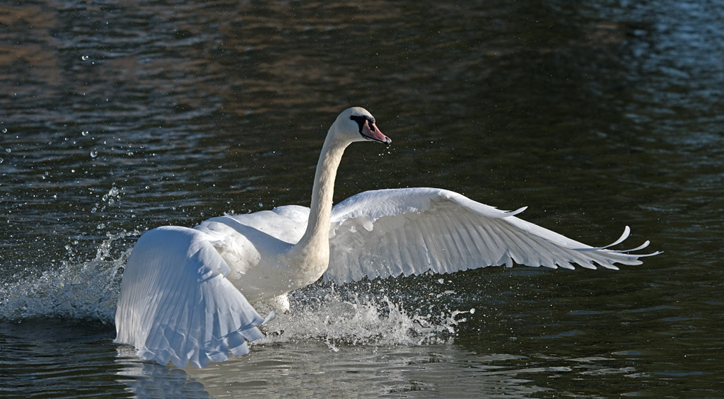 DSC_6424.jpg