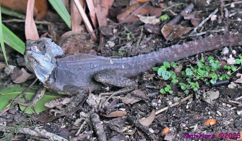 DSC_6426_001.JPG