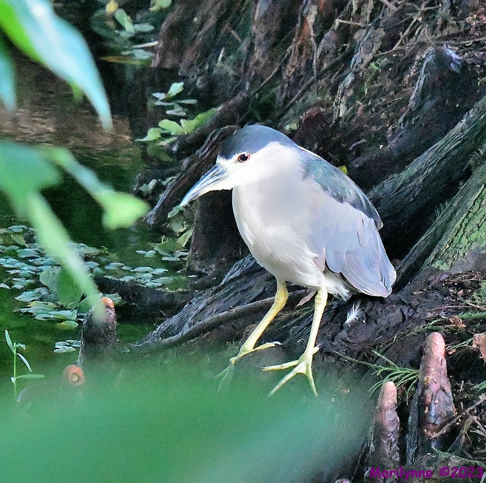 DSC_6428_001.JPG