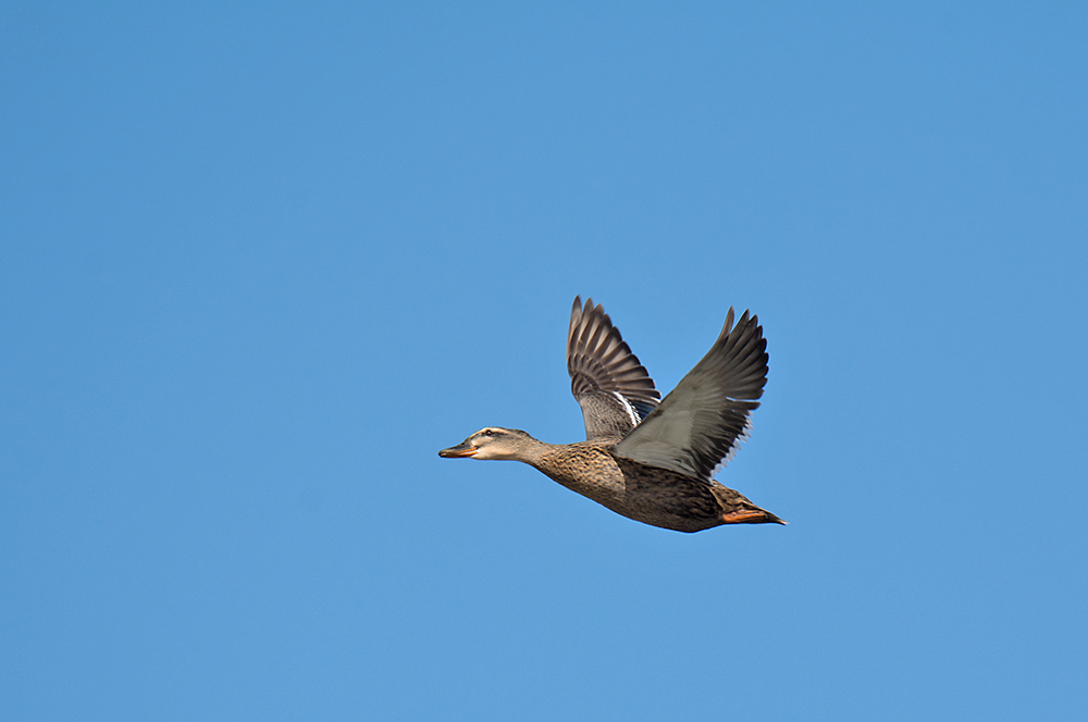 DSC_6429.jpg