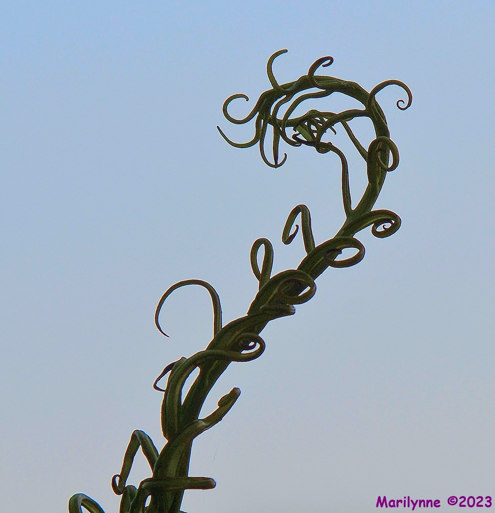 DSC_6429_001.JPG