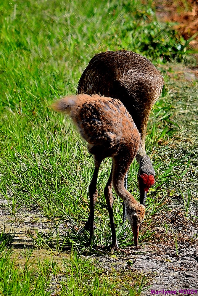 DSC_6429_001.JPG