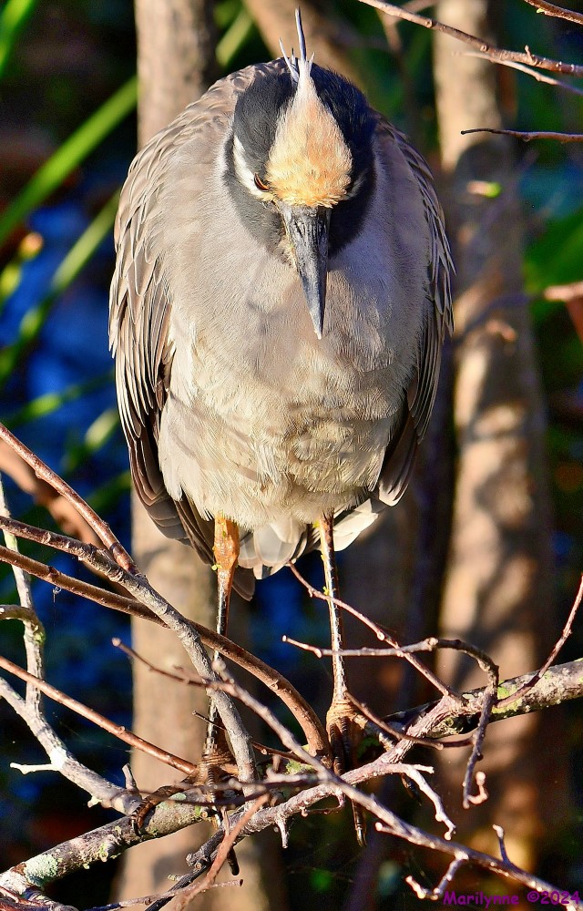 DSC_6431_001.JPG