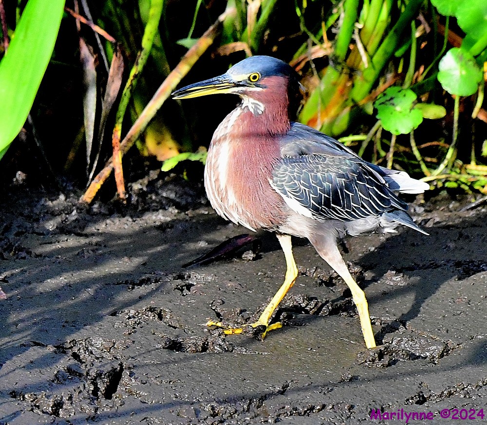 DSC_6431_001.JPG