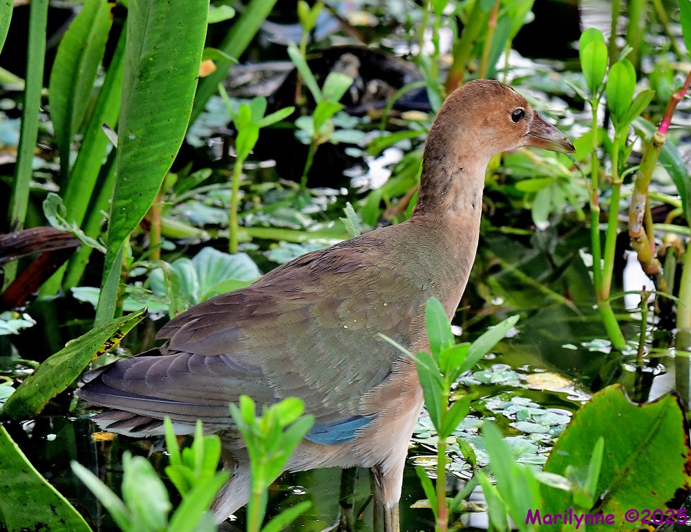 DSC_6432_001.JPG