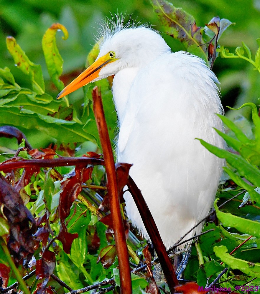 DSC_6433_001.JPG