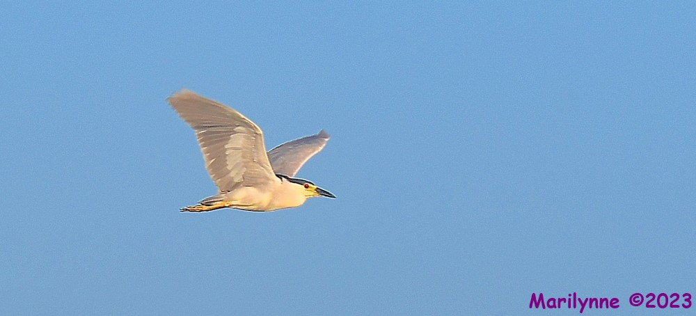DSC_6433_001.JPG
