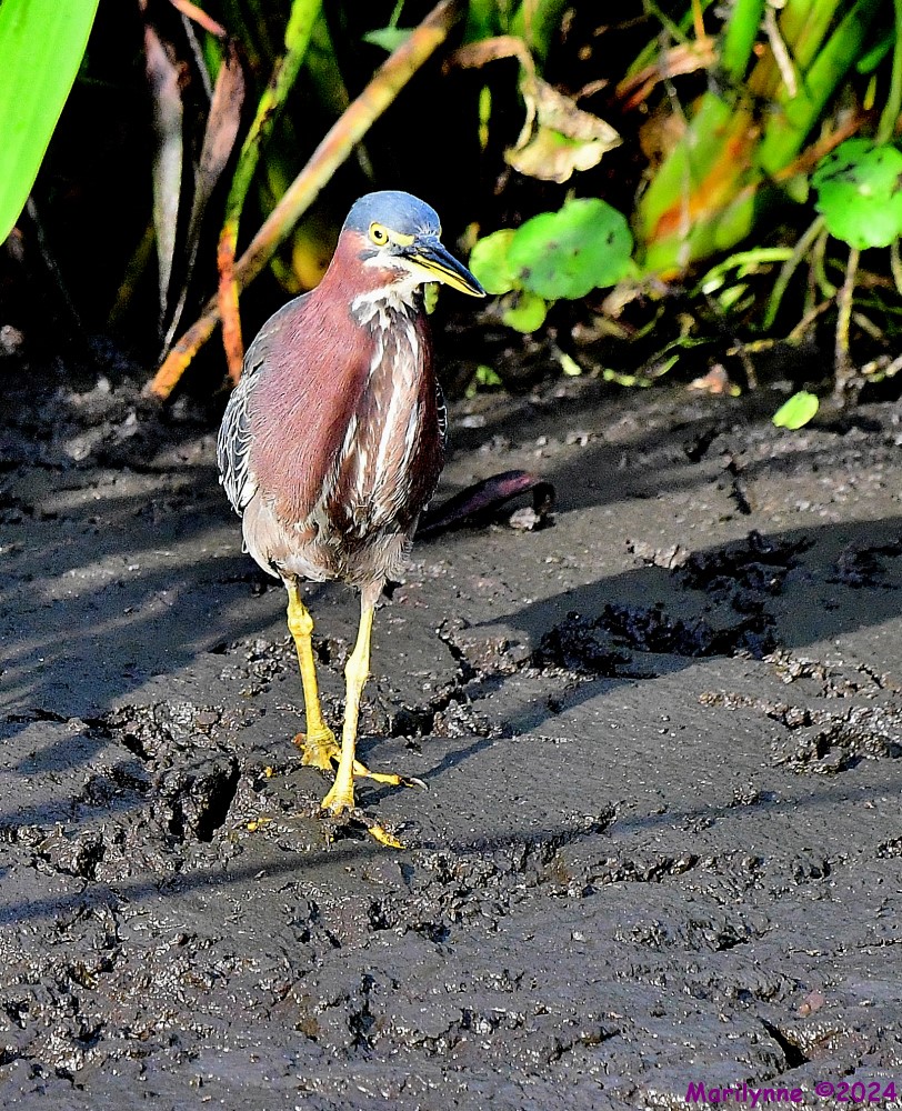 DSC_6433_001.JPG