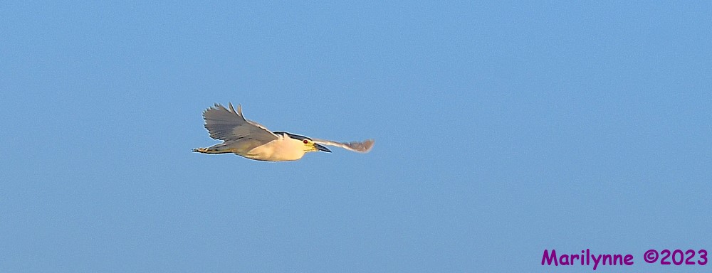 DSC_6434_001.JPG