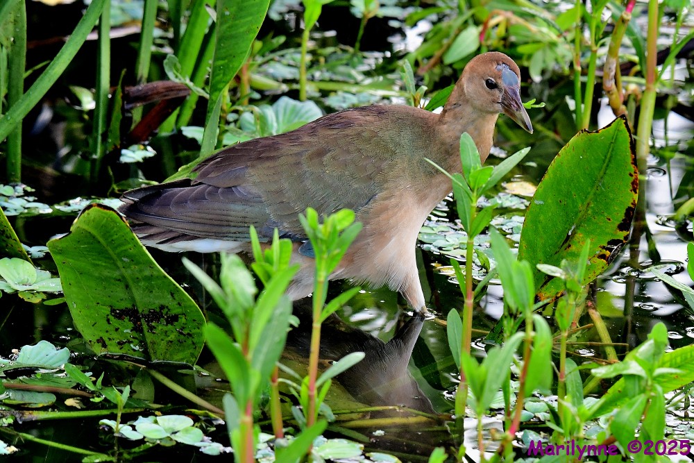 DSC_6435_001.JPG