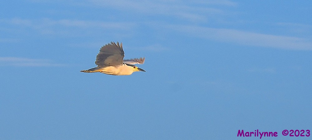 DSC_6436_001.JPG