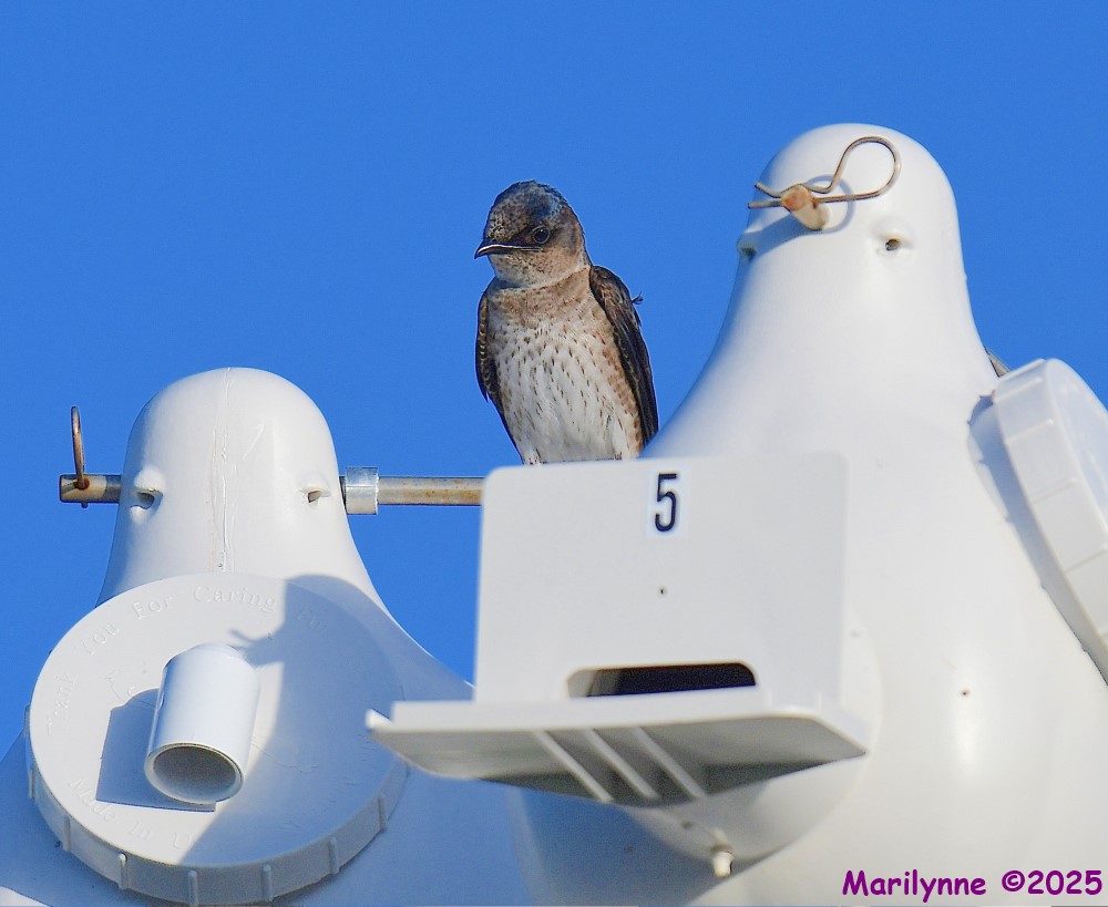 DSC_6436_001.JPG