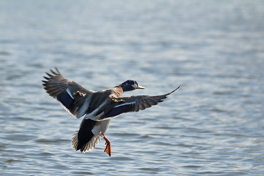 DSC_6437.jpg
