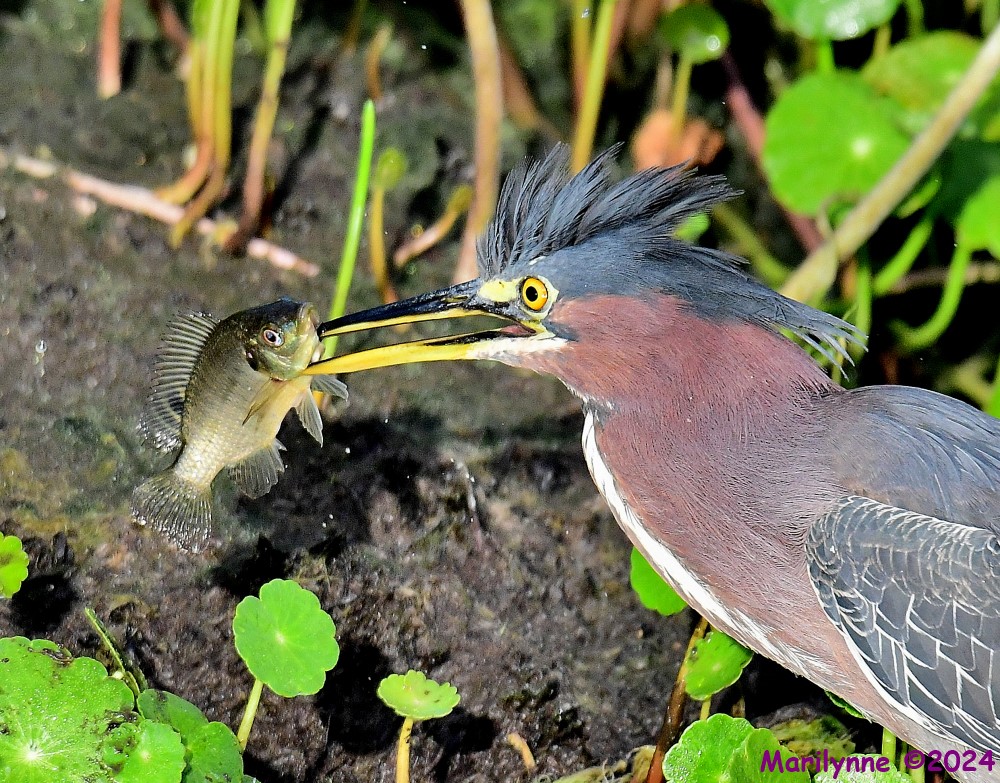 DSC_6438_001.JPG