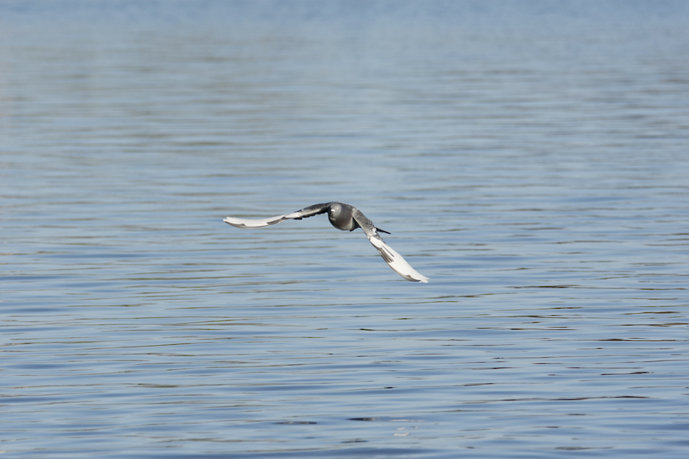 DSC_6439.jpg