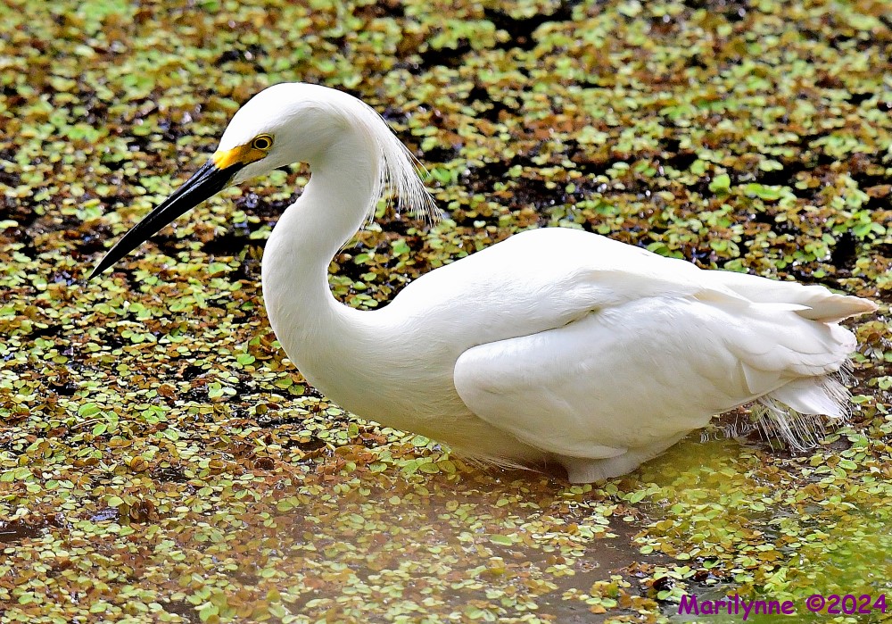 DSC_6439_001.JPG