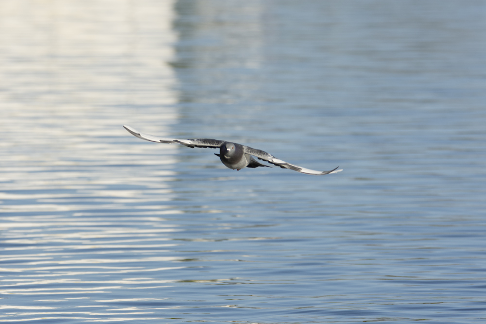 DSC_6441.jpg