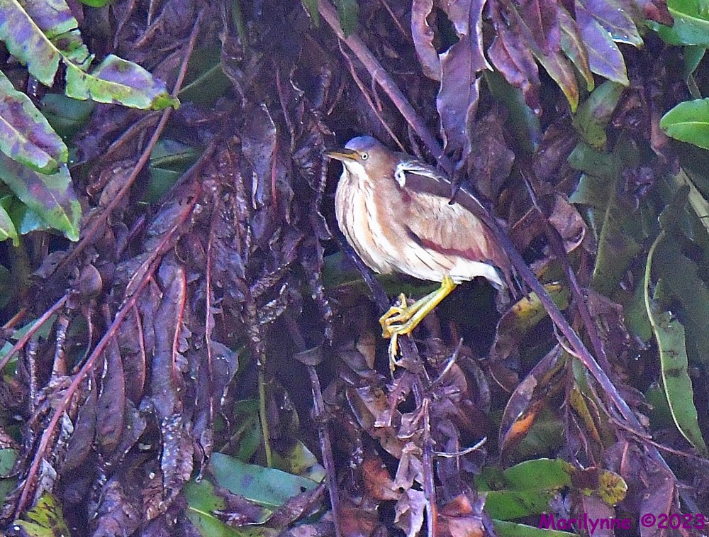 DSC_6441_001.JPG
