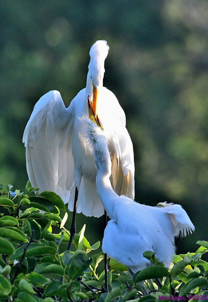 DSC_6441_001.JPG