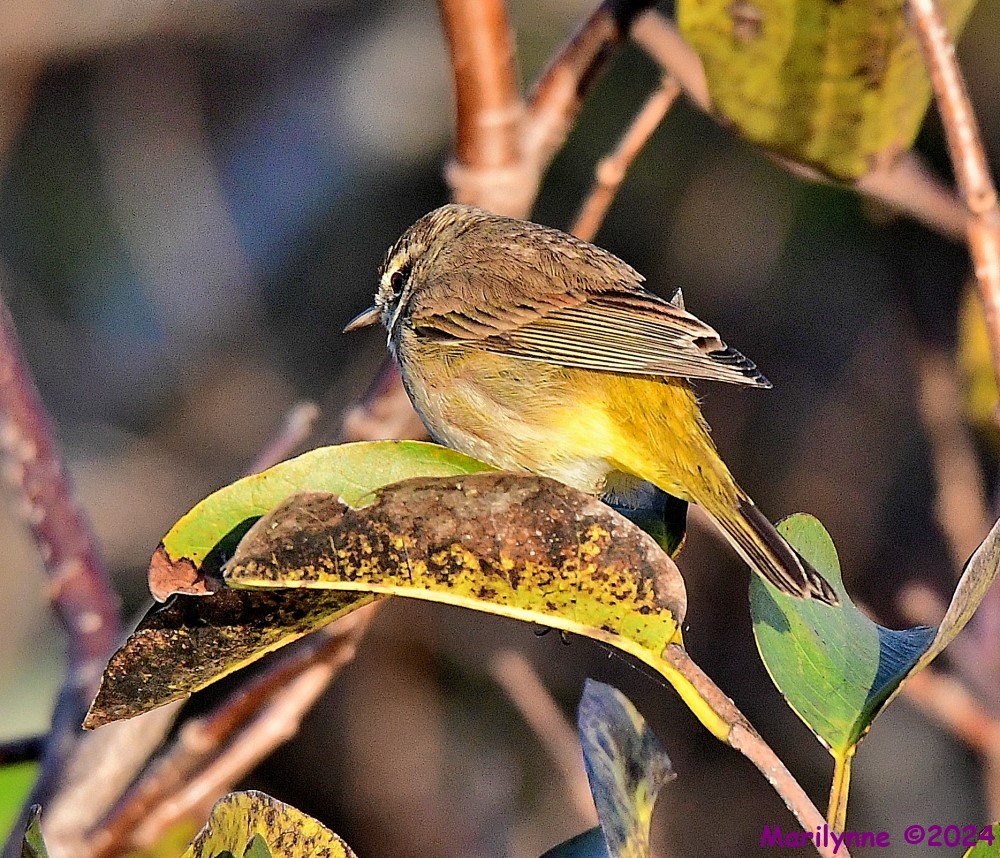DSC_6441_001.JPG