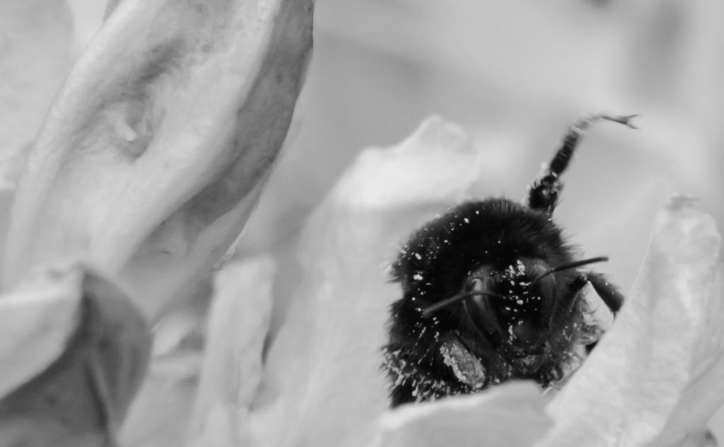 DSC_6441_edited-3bw.jpg