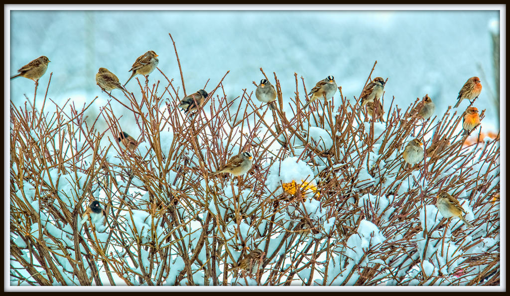 DSC_6442-Edit.jpg