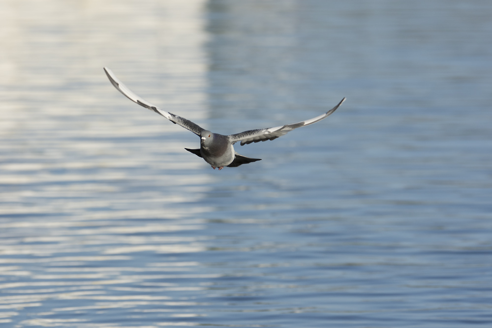 DSC_6442.jpg
