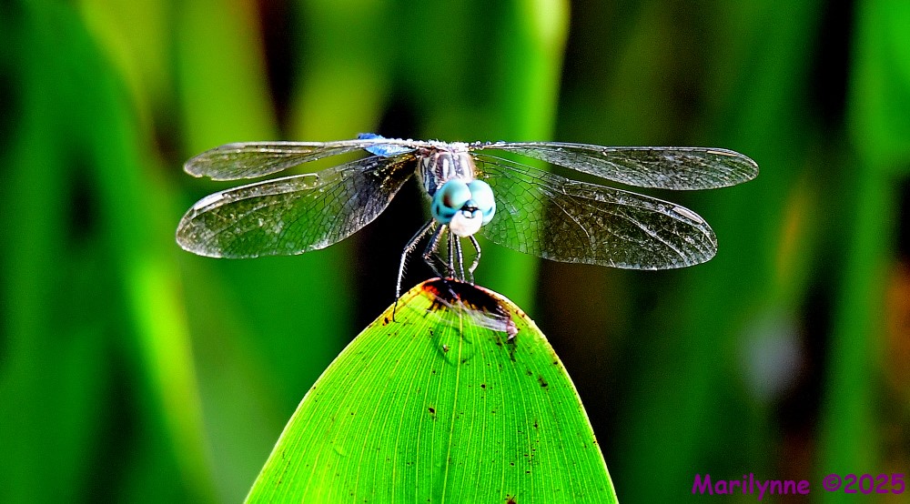 DSC_6442_001.JPG