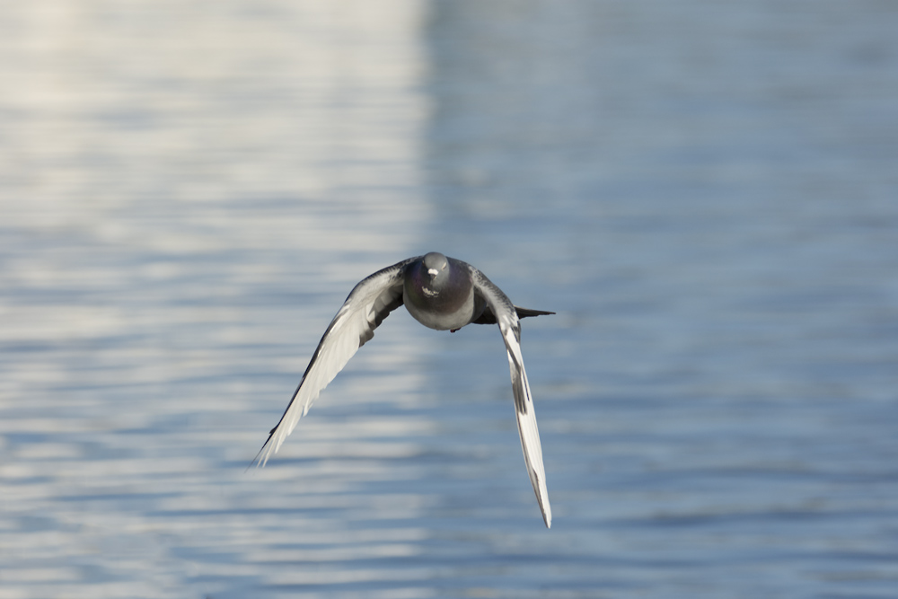 DSC_6443.jpg